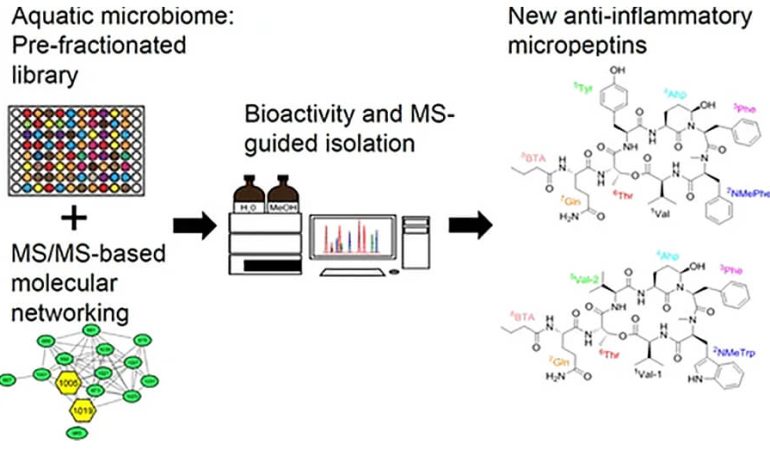 New Micropeptins with Anti-Neuroinflammatory Activity Isolated from a Cyanobacterial Bloom